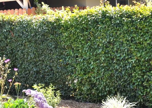 A dense, neatly trimmed hedge of Syzygium 'Resilience' Lilly Pilly 12" Pot lines the garden's edge, with a variety of flowering plants thriving in their own 12" pots in the foreground.
