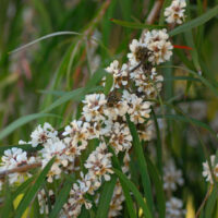 A branch of Agonis 'Copper Wave' 6" Pot trees with white flowers.