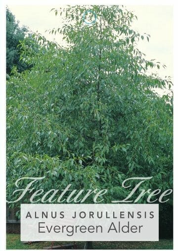 Alnus 'Evergreen Alder' 8" Pot - Image 4