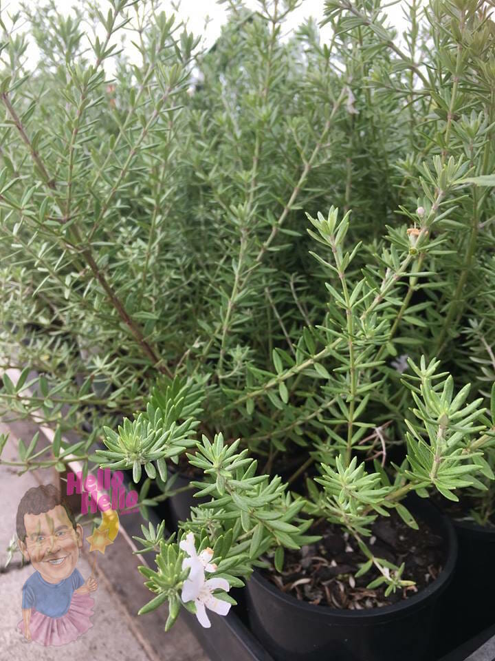 Coastal Rosemary