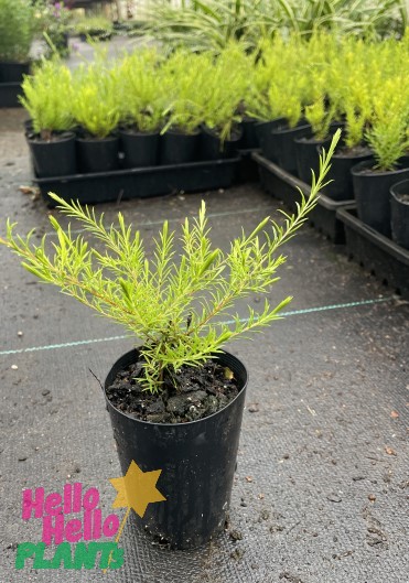 A small potted Coleonema 'Golden' Diosma (3" Pot) with green needle-like leaves is placed on a wet concrete surface, surrounded by similar plants and black plant containers. The text "Hello Hello Plants" is visible at the bottom left.
