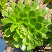 A close-up of the Aeonium 'Green Houseleek' Succulent shows its thick, overlapping green leaves arranged in a rosette pattern outdoors.