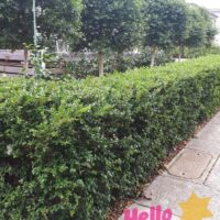 Neatly trimmed hedge with several small, pruned Luma apiculata 'Myrtus Luma' trees behind it along a pavement; "Hello Hello PLANTS" text and a yellow star graphic in the corner.