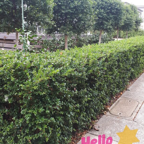 Neatly trimmed hedge with several small, pruned Luma apiculata 'Myrtus Luma' trees behind it along a pavement; "Hello Hello PLANTS" text and a yellow star graphic in the corner.
