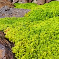 Sunlit green moss or succulents blanket the ground between large brown rocks, while Salix 'Celtic Cascade' adds graceful elegance to this vivid outdoor scene.