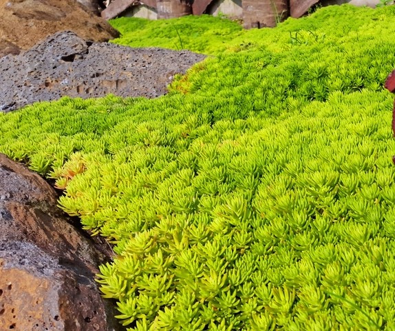 Sunlit green moss or succulents blanket the ground between large brown rocks, while Salix 'Celtic Cascade' adds graceful elegance to this vivid outdoor scene.