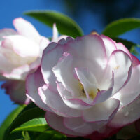 A close up of a Camellia sasanqua 'Paradise® Pearl' 6" Pot.