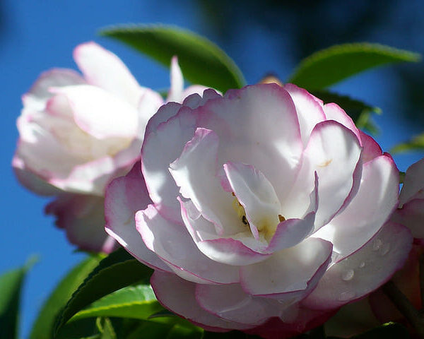 A close up of a Camellia sasanqua 'Paradise® Pearl' 6" Pot.