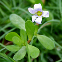 Brahmi Herb