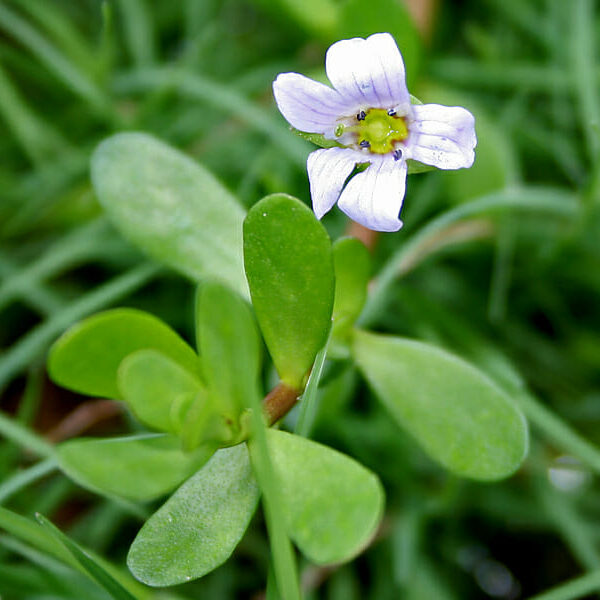 Brahmi Herb