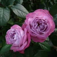 Rose 'Blue River'