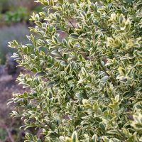 A close-up view of a variegated shrub with green leaves edged in yellow, flourishing alongside a Pyrus 'Red Spire' ornamental pear in an 8" pot within a garden.