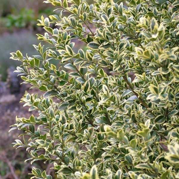 A close-up view of a variegated shrub with green leaves edged in yellow, flourishing alongside a Pyrus 'Red Spire' ornamental pear in an 8" pot within a garden.
