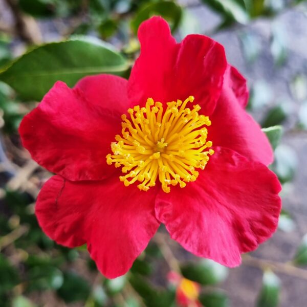 Hello Hello Plants Nursery Melbourne Victoria Australia Camellia sasanqua Yuletide Red flower