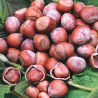 Corylus 'Wanliss Pride' Hazelnut 3ft (Bare Rooted) on a green leaf.