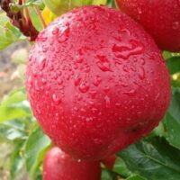 Dwarf Apple "Pinkabelle"