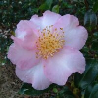 A pink Camellia sasanqua 'Edna Butler' 10" Pot with a yellow center.
