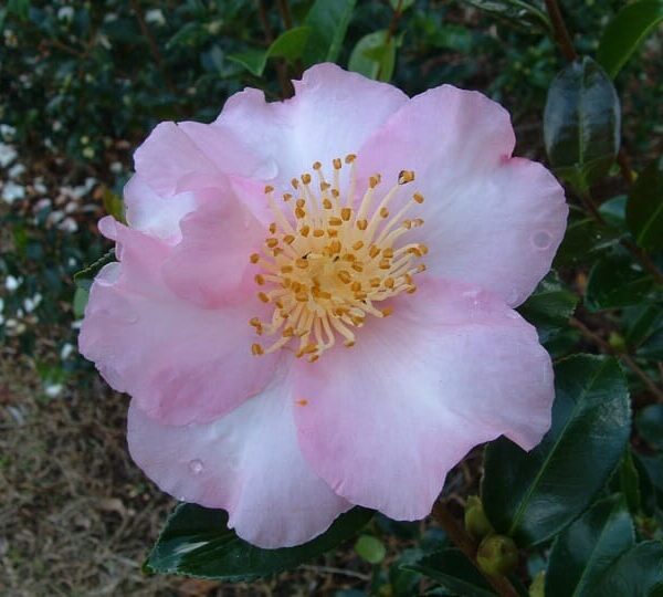 A pink Camellia sasanqua 'Edna Butler' 10" Pot with a yellow center.