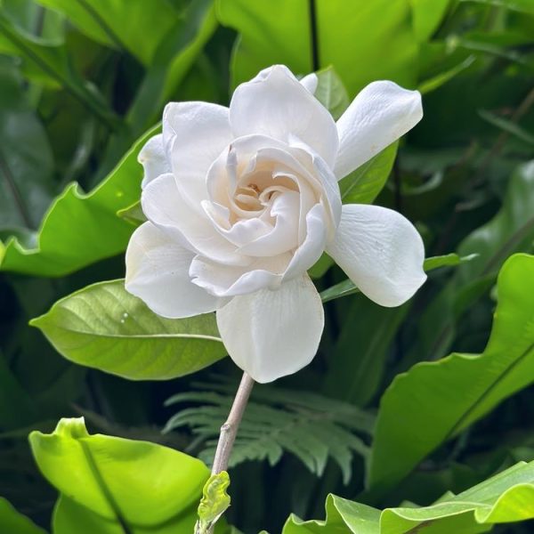 A white rose bloom stands out against the lush green leaves, reminiscent of the elegance displayed by a Pyrus 'Red Spire' Ornamental Pear in an 8" pot.