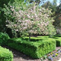 In a garden, a small Malus ioensis 'Flowering Crab Apple' Standard stands gracefully at 1.8 meters, with pink blossoms surrounded by neatly trimmed hedges.