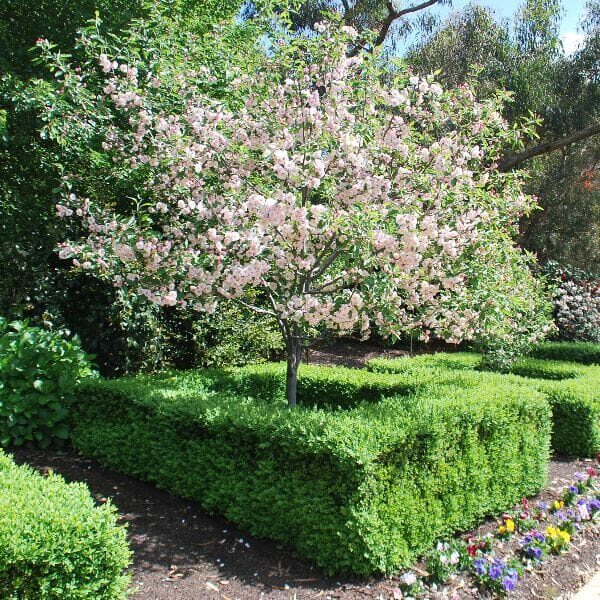 In a garden, a small Malus ioensis 'Flowering Crab Apple' Standard stands gracefully at 1.8 meters, with pink blossoms surrounded by neatly trimmed hedges.