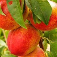 Ripe Prunus 'Fantasia' Nectarines on a tree branch.