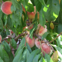 Prunus 'Anzac' Peaches 5ft (Bare Rooted) are growing on a tree in front of a house.
