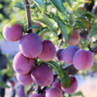 Prunus 'Santa Rosa' Plum 3ft (Bare-Root) on a tree.