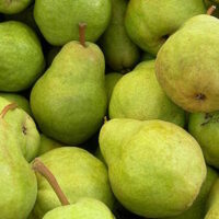 A pile of Pyrus 'William Bon' Pear 3ft (Bare Root) pears.