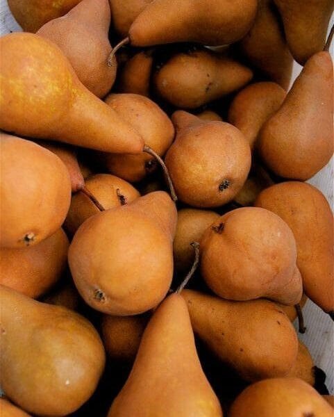 Pyrus 'Beurre Bosc' Pear 7" Pot