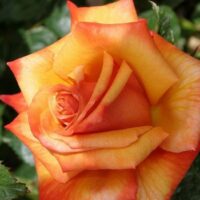 Rose ‘Remember Me’