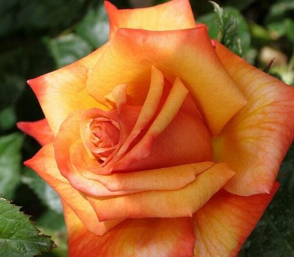 Rose ‘Remember Me’