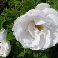Rose 'Rugosa Alba' Bush Form