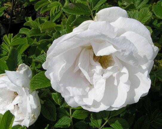 Rose 'Rugosa Alba' Bush Form