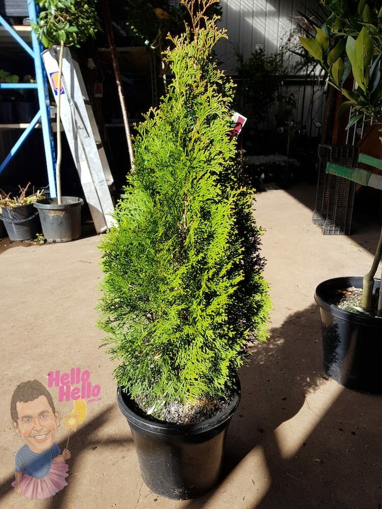 Smaragd Conifer 10" Pot