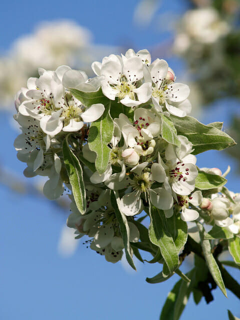 Pyrus nivalis 'Snow Pear' - Image 2