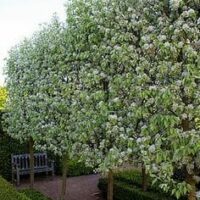 Pyrus nivalis 'Snow Pear'