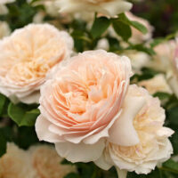 Rose 'Troilus' (David Austin)