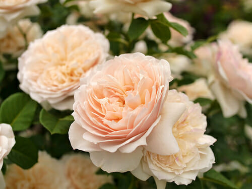 Rose 'Troilus' (David Austin)
