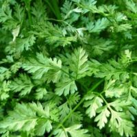 Chervil Herb 4" Pot