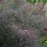 Fennel 'Bronze' 4" Pot