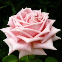 Rose 'The Childrens' Bush Form