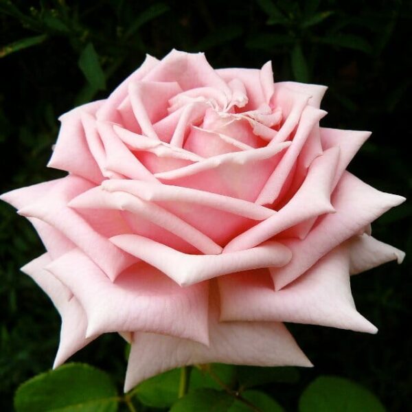 Rose 'The Childrens' Bush Form