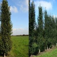 Two images depict Betula 'Upright Silver Birch' trees grown in a perfect 16" pot, planted in rows on grassy fields under a blue sky. Their slender forms contribute to the serene landscape, each standing majestically and reaching for the heavens.