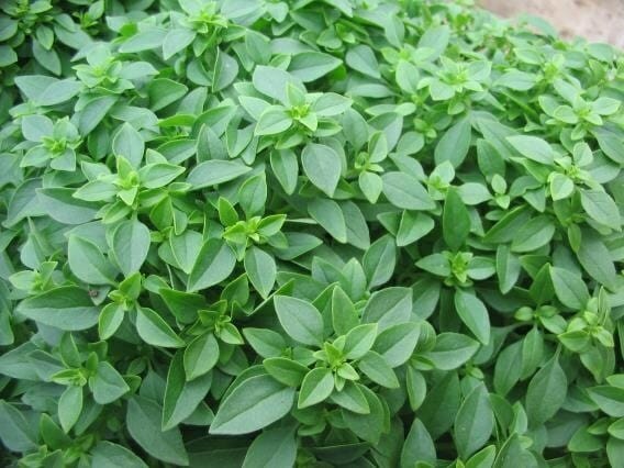 Basil 'Greek' 4" Pot
