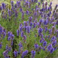 A Hyssop 4" Pot with purple flowers in a garden.