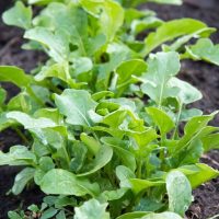 Rocket 'Salad' 4" Pot