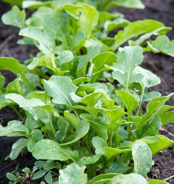 Rocket 'Salad' 4" Pot