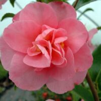 A pink Camellia sasanqua 'Jennifer Susan' 16" Pot is growing in a greenhouse.