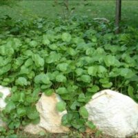 Arthritis Herb 4" Pot